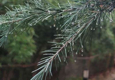 邹名胜：雨中苏神