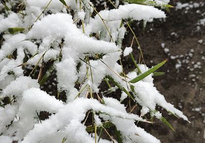 居艳：雪中俊竹