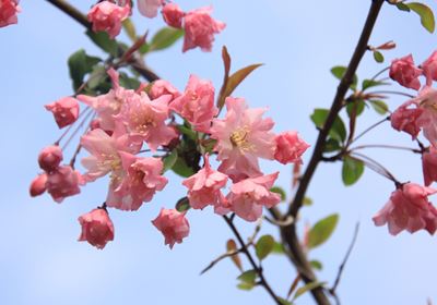 苏喜乐：缱绻芳华